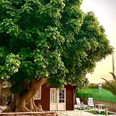 The Memory Of Trees *