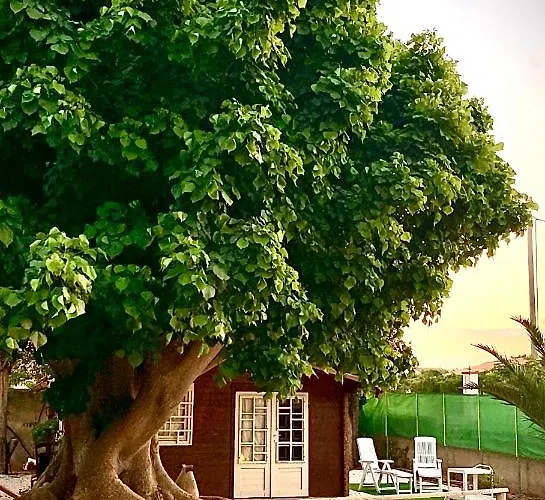 The Memory Of Trees *